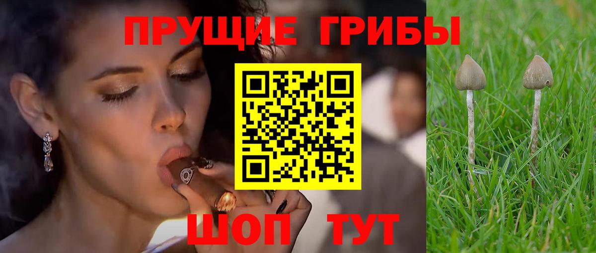 Псилоцибиновые грибы Psilocybe Балашиха